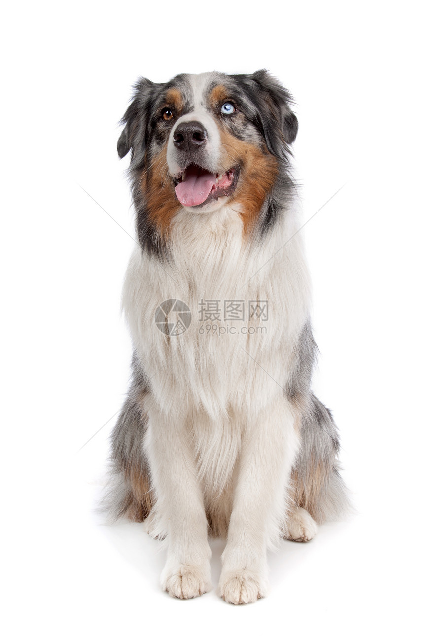 澳大利亚牧羊人牧羊犬宠物哺乳动物动物图片