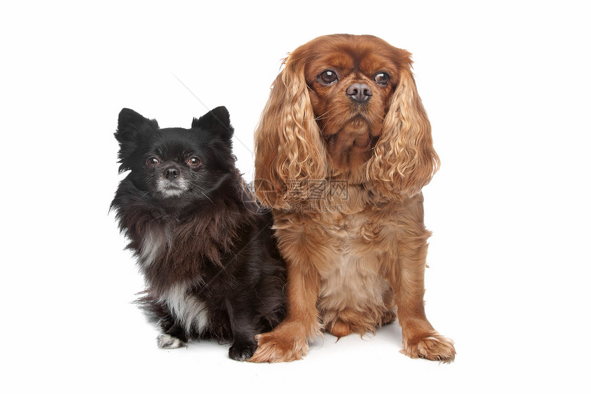 查尔斯斯帕尼尔和黑吉娃娃黑色夫妻工作室猎犬动物朋友们犬类混种哺乳动物图片