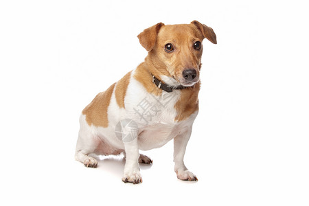 杰克罗塞尔泰瑞尔宠物动物哺乳动物犬类猎犬高清图片