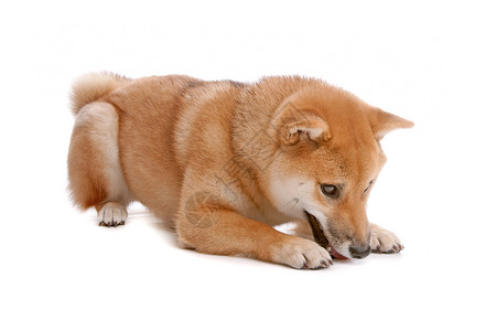 日本柴犬白背景面前的西叶拔因纽狗小草丛哺乳动物猎狗宠物红色动物犬类小型犬柴犬背景
