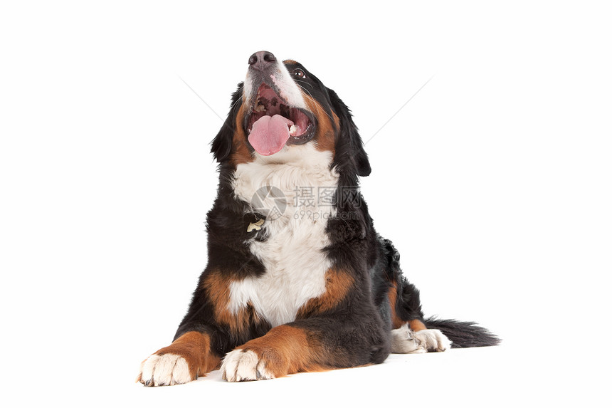伯尔尼山狗宠物动物哺乳动物图片