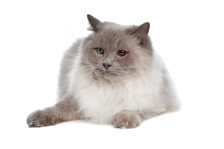 缅甸貓猫科动物灰色爪子尾巴眼睛毛皮白色图片