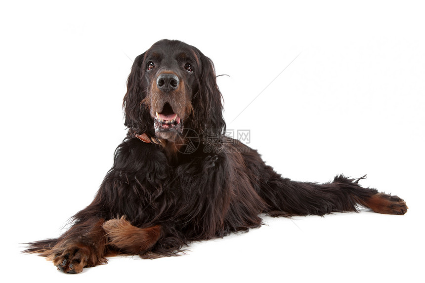 爱尔兰养狗犬犬类脊椎动物纯品种舌头朋友生物动物血统红色猎人图片
