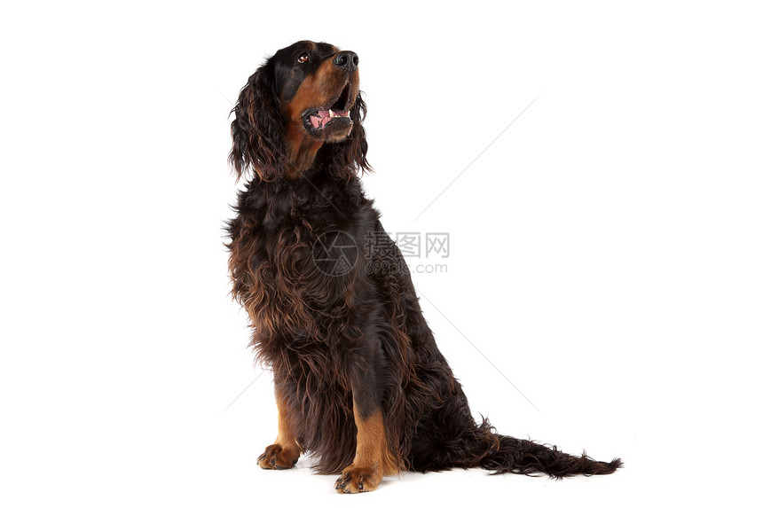 爱尔兰养狗犬动物群棕色宠物朋友动物猎人血统毛皮纯品种犬类图片