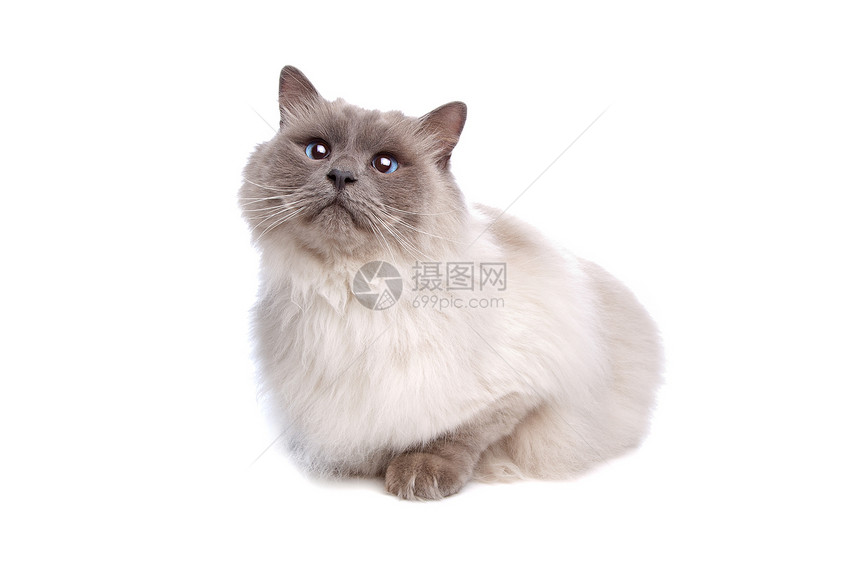 缅甸貓尾巴毛皮白色猫科动物爪子灰色眼睛图片