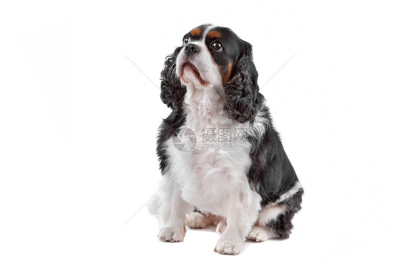 查尔斯斯帕尼尔国王狗动物群玩具纯品种长发猎犬犬类宠物动物骑士警报图片