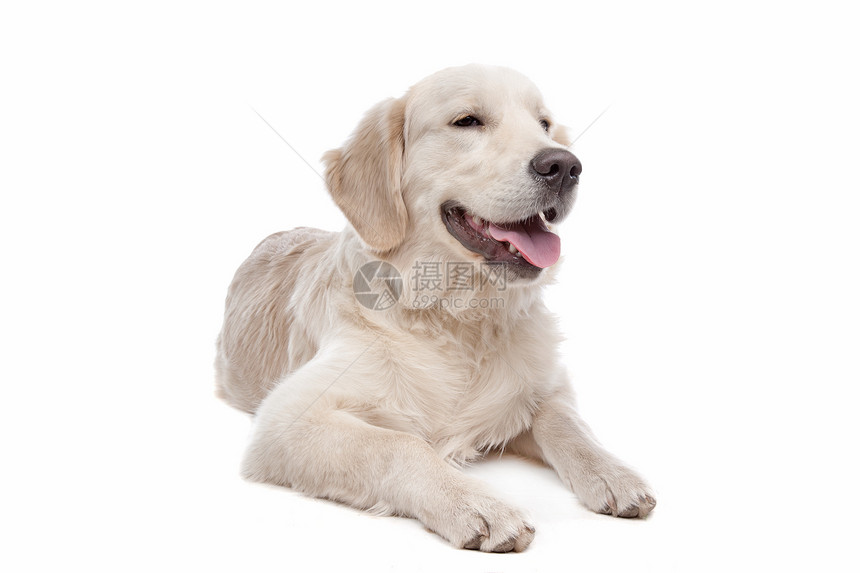 黄金寻金犬哺乳动物宠物动物图片