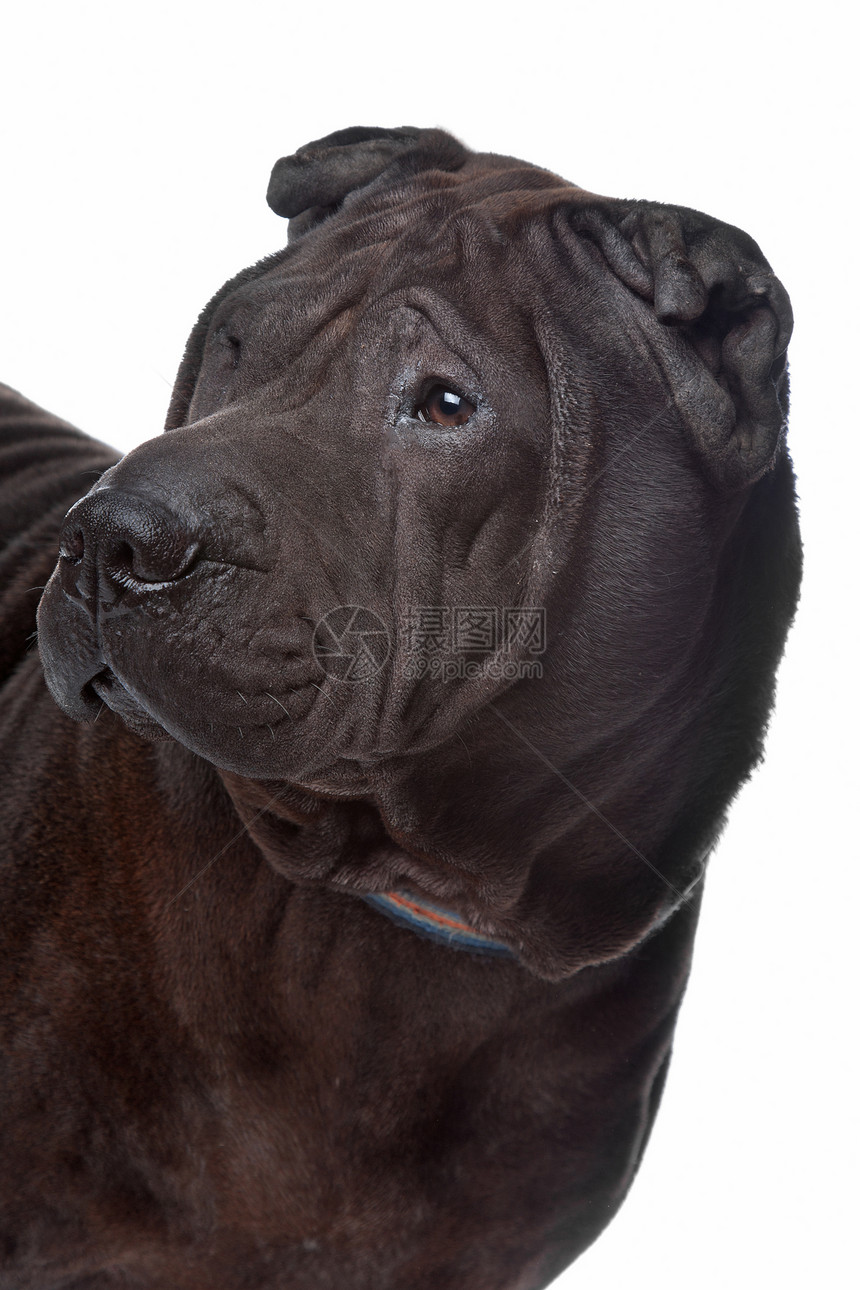 沙尔皮混种哺乳动物犬类动物工作室图片