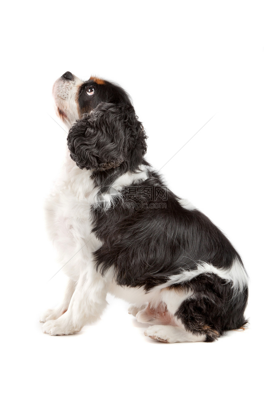 查尔斯斯帕尼尔国王狗玩具动物群长发朋友颜色警报动物骑士哺乳动物犬类图片