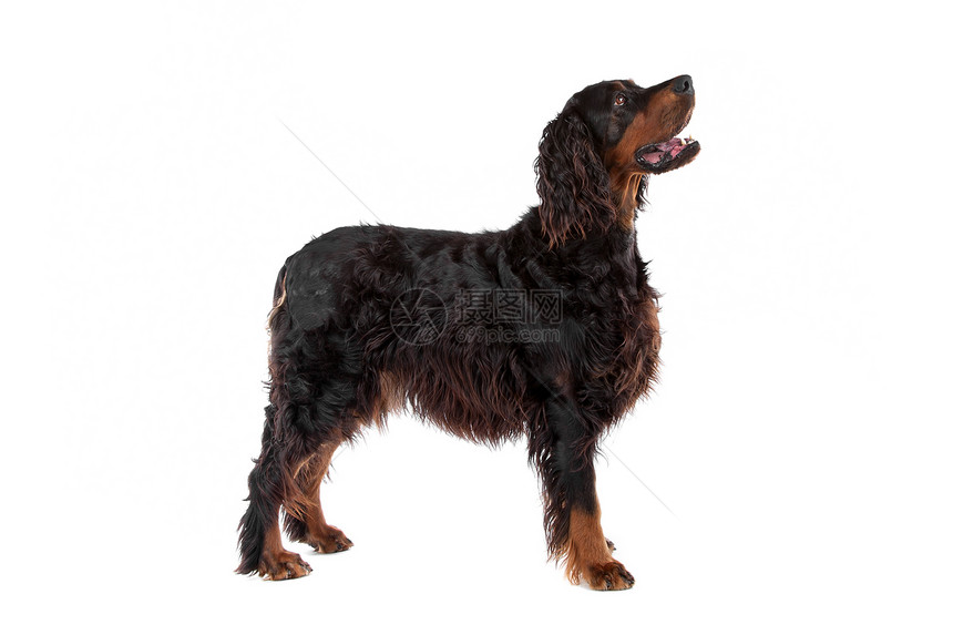 爱尔兰养狗犬长发动物朋友生物棕色红色纯品种犬类脊椎动物动物群图片