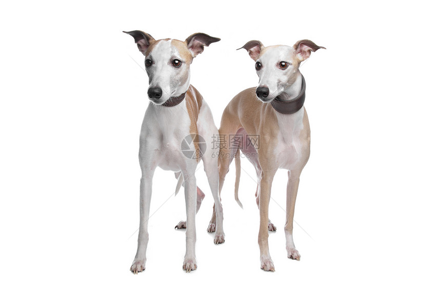 两只惠偶猎犬哺乳动物工作室动物混种犬类图片