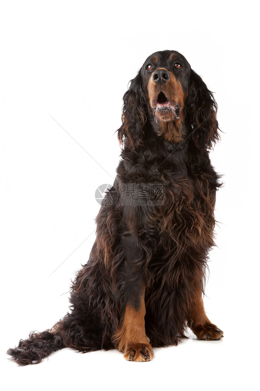 爱尔兰养狗犬生物朋友长发毛皮猎人脊椎动物犬类动物宠物纯品种图片