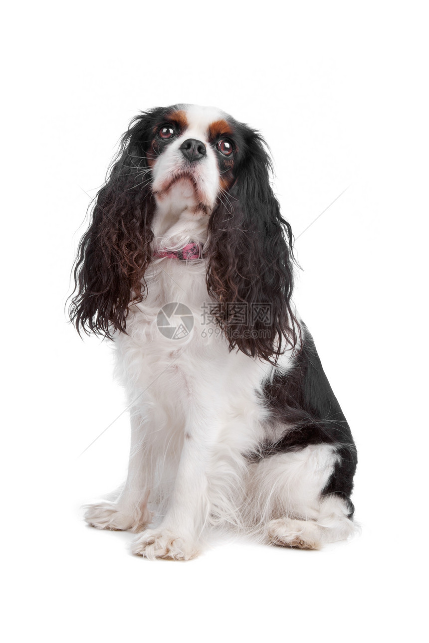 塞勒斯巴西尼狗颜色玩具猎犬动物白色纯品种犬类长发骑士宠物图片
