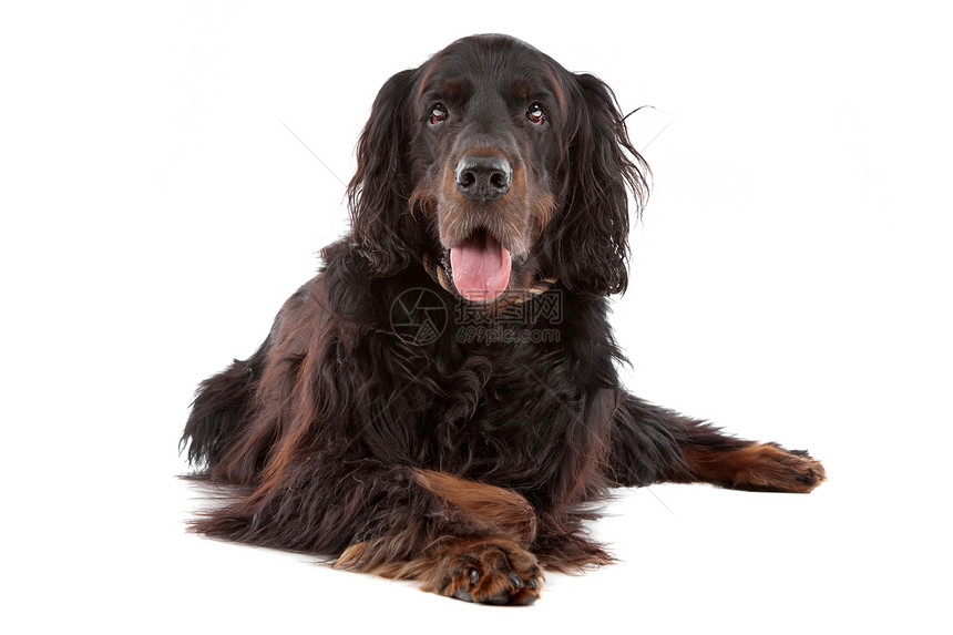 爱尔兰养狗犬纯品种脊椎动物动物群棕色血统犬类红色哺乳动物长发猎人图片