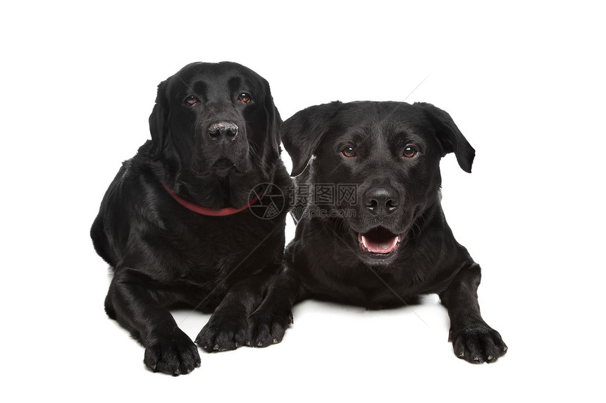 黑色拉布拉多检索器哺乳动物工作室犬类混种猎犬动物图片
