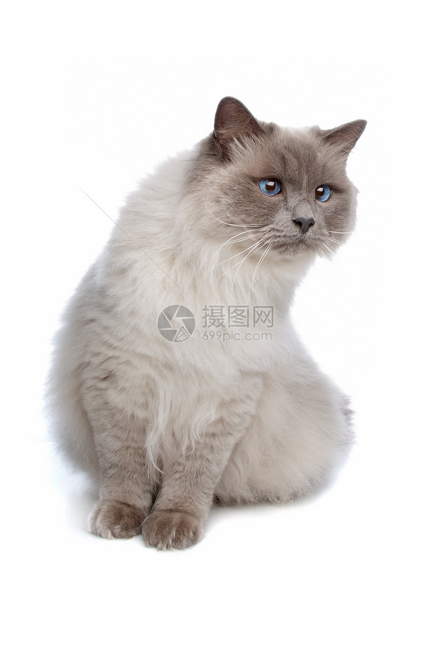 缅甸貓眼睛白色毛皮灰色猫科动物爪子尾巴图片