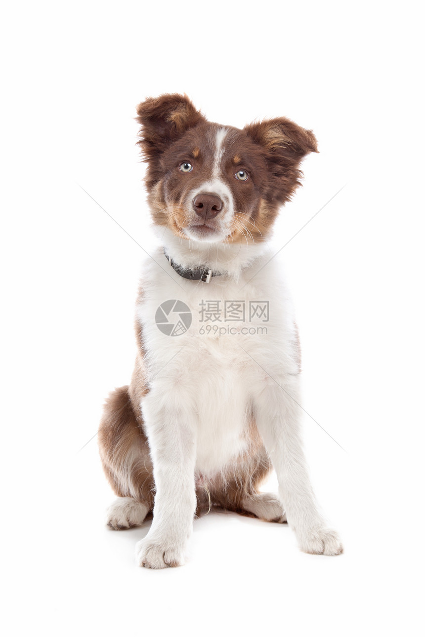 边边框小狗犬类宠物牧羊犬羊犬图片