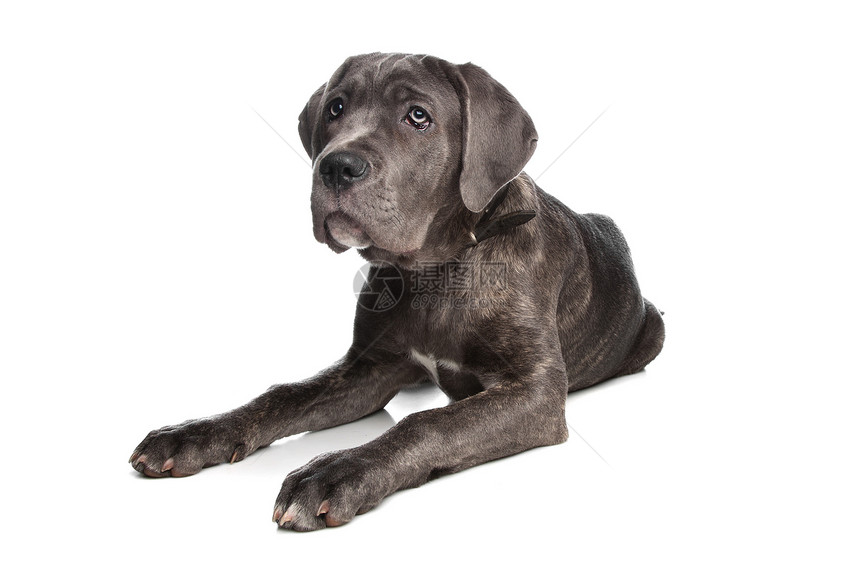 Cane Corso或意大利马斯特夫小狗甘蔗獒犬哺乳动物犬类工作室混种动物图片