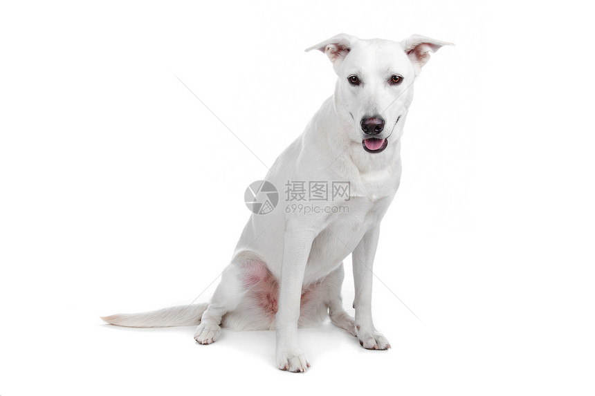 混合品种狗 白色牧羊人拉布拉多犬短发脊椎动物哺乳动物监护人动物群笨蛋犬类动物涂层朋友图片