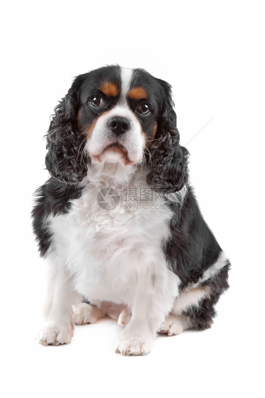 查尔斯斯帕尼尔国王狗宠物朋友颜色骑士动物玩具动物群犬类长发纯品种图片