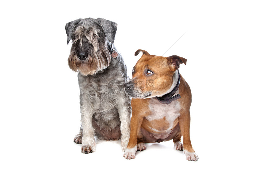 斯塔福德和一条Schnauser狗犬类工作室哺乳动物动物混种图片