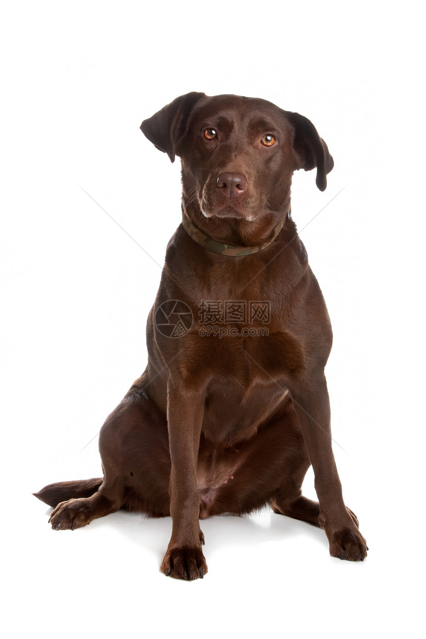 拉布拉多犬朋友白色棕色脊椎动物猎犬巧克力动物休息纯种狗外套图片