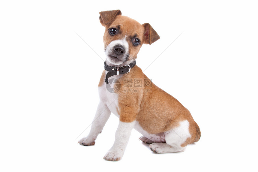 杰克鲁塞尔泰里尔小狗猎人宠物棕色衣领友谊童年短发哺乳动物犬类动物图片