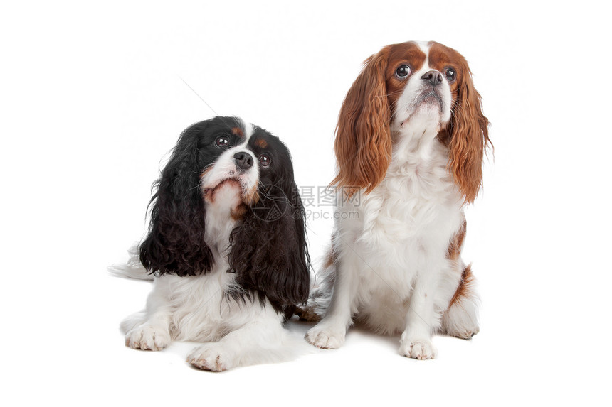 查尔斯斯帕尼尔狗犬类猎犬动物家庭夫妻长发小狗骑士白色品种图片