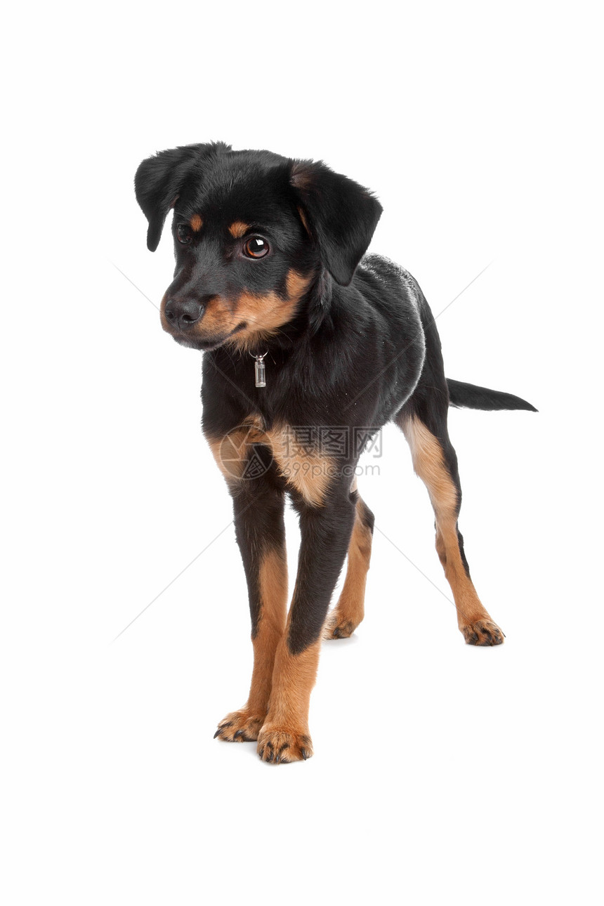 混合品种小狗警觉童年耳朵衣领朋友头发警卫犬类毛皮宠物图片