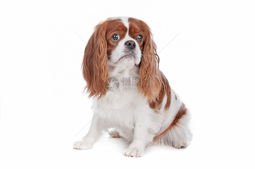 查尔斯斯帕尼尔狗骑士猎犬品种哺乳动物白色棕色宠物动物长发朋友图片