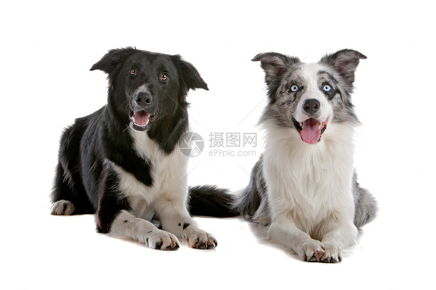 两只边境牧羊犬牧羊犬白色犬类工作犬羊犬朋友们夫妻宠物动物牧羊人图片