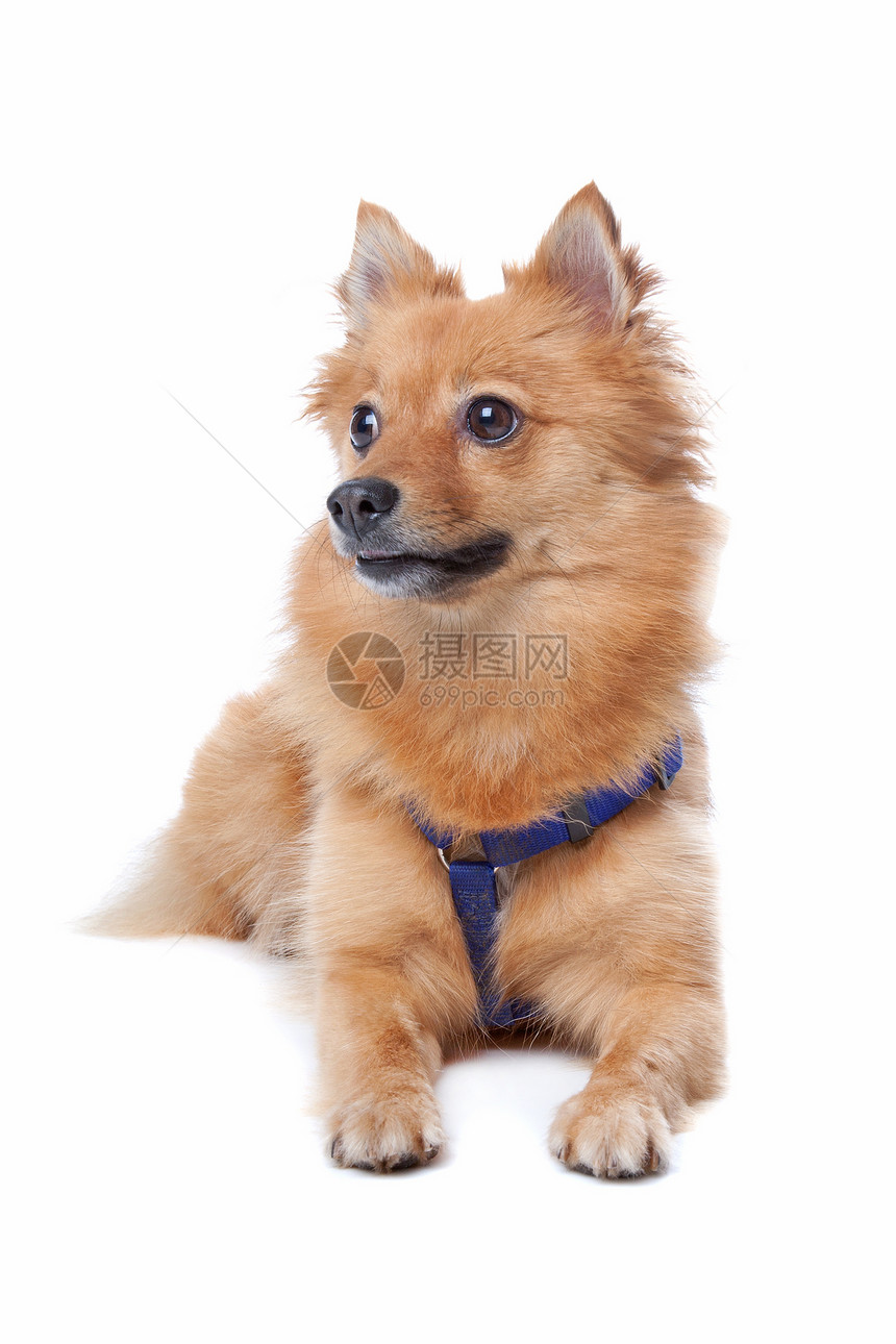 荷兰 keeshond伴侣棕褐色犬类宠物钢丝动物群狼犬红色白色头发图片