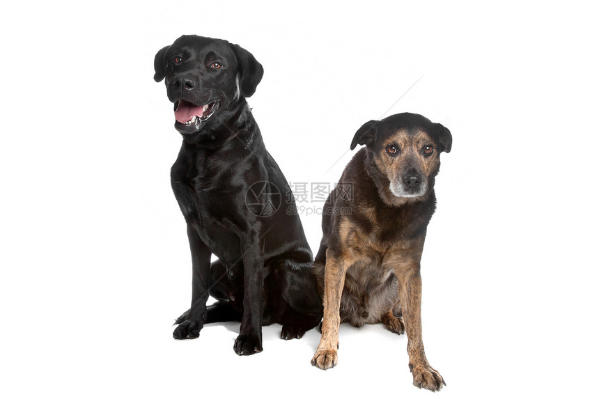 黑拉布拉多和混合品种犬类动物混种猎犬白色哺乳动物黑色宠物笨蛋图片
