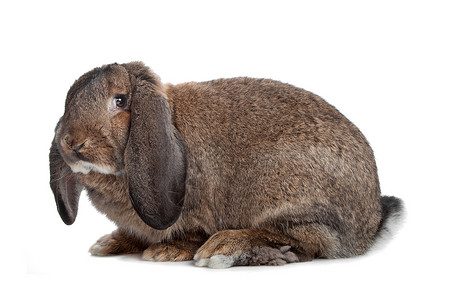 家养兔子耳朵白色背景图片