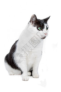 欧洲短毛短毛猫毛猫猫科宠物动物白色背景图片