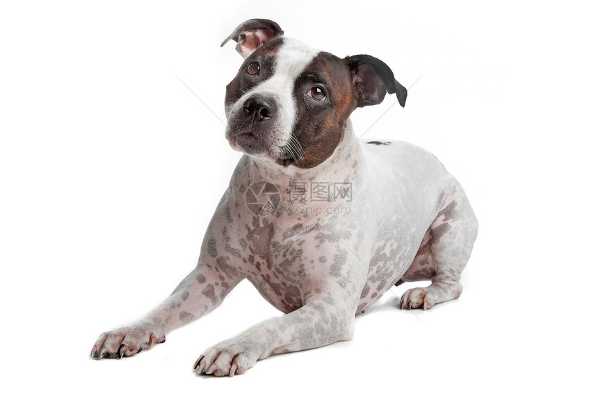 斯塔福德郡宠物白色哺乳动物犬类混种动物笨蛋图片