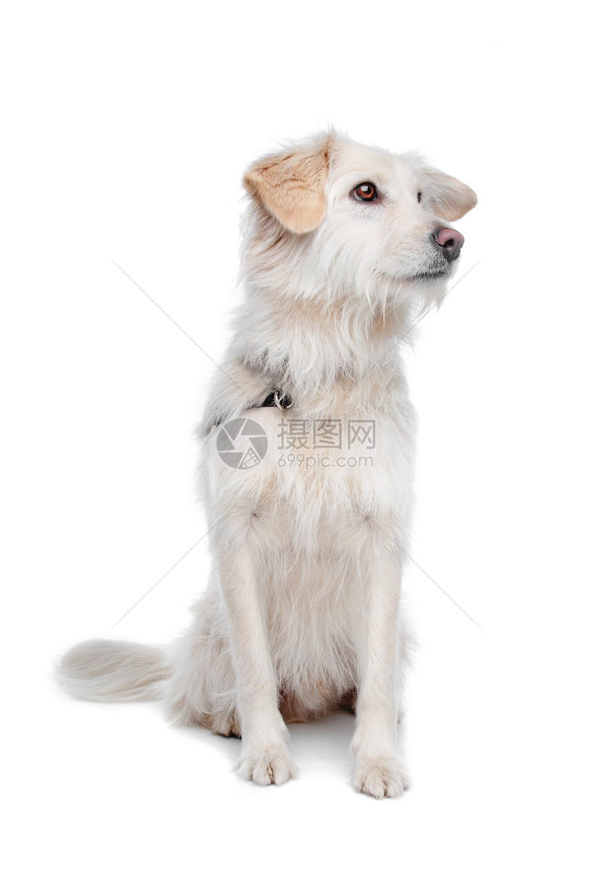 穆特混种白色哺乳动物笨蛋动物宠物犬类图片