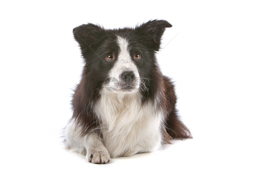 边境牧羊犬家畜牧羊人脊椎动物纯种狗动物白色犬类羊犬牧羊犬哺乳动物图片