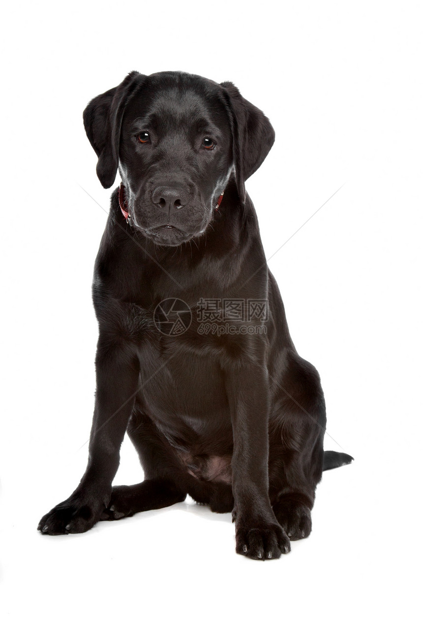 黑色拉布拉多白色动物犬类哺乳动物宠物猎犬混种笨蛋图片