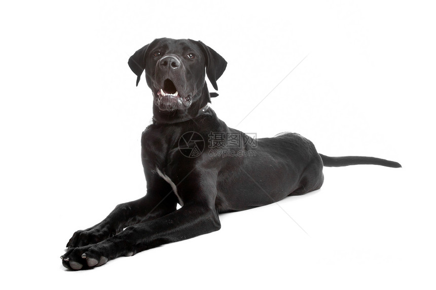 混合品种狗 拉布拉多大丹黑色图片