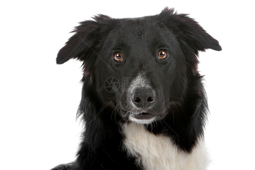 边境牧羊犬羊犬犬类牧羊人白色脊椎动物家畜哺乳动物牧羊犬动物纯种狗图片