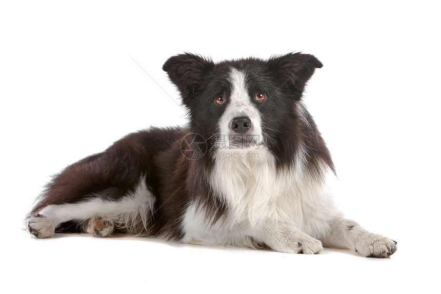 边境牧羊犬羊犬家畜纯种狗哺乳动物动物脊椎动物牧羊犬牧羊人白色犬类图片