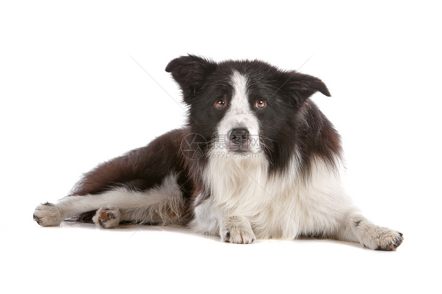 边境牧羊犬犬类家畜白色牧羊犬纯种狗羊犬牧羊人动物哺乳动物脊椎动物图片