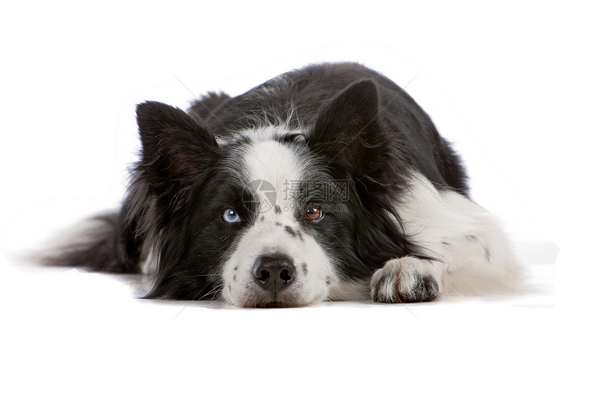 边境牧羊犬脊椎动物家畜犬类动物牧羊犬哺乳动物牧羊人纯种狗羊犬白色图片