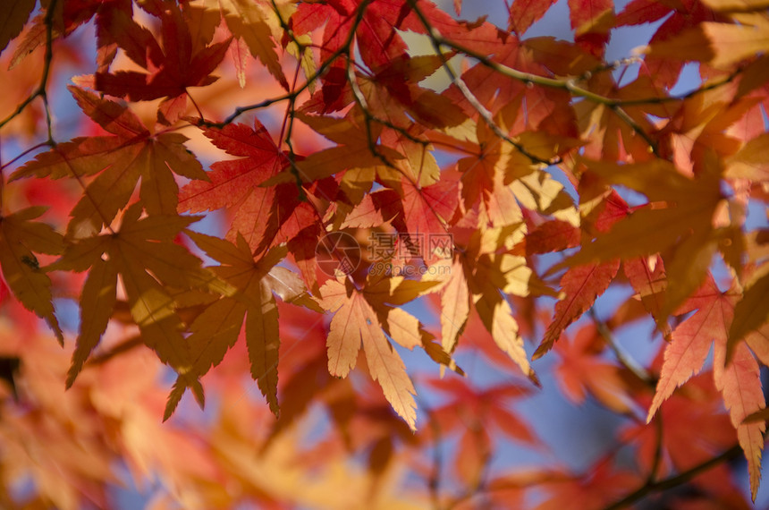五颜六色的秋天树叶背景背光娱乐天空栖息地木头荒野阳光环境休息太阳图片