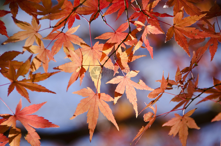 五颜六色的秋天树叶背景蓝色植物群娱乐太阳休息活力阳光生活环境栖息地图片