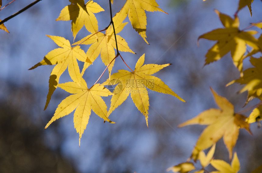 五颜六色的秋天树叶背景休息植被蓝色栖息地生活娱乐背光荒野植物群森林图片