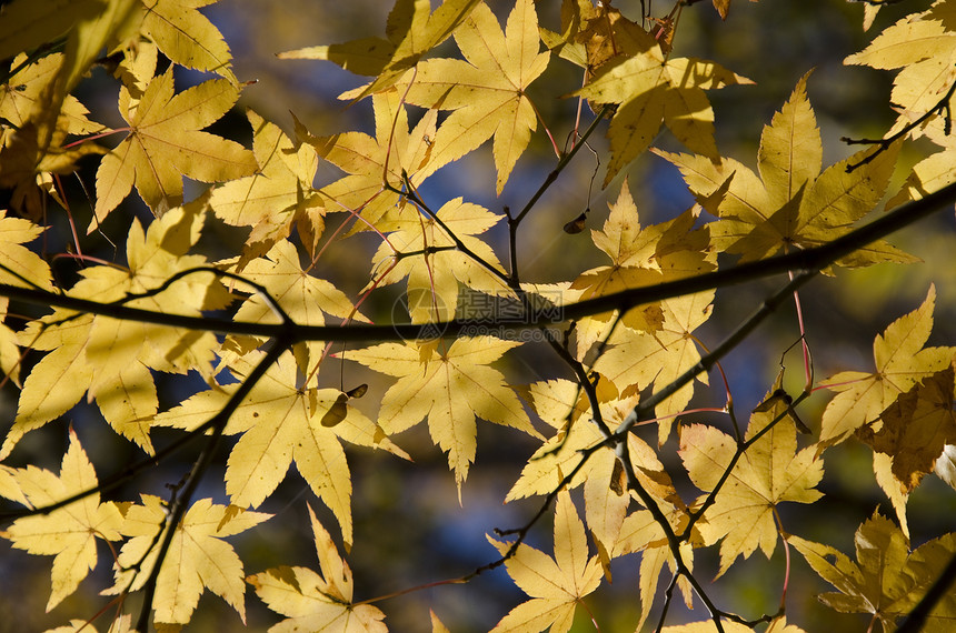 五颜六色的秋天树叶背景生长天空背光叶子掌心娱乐阳光蓝色环境木头图片