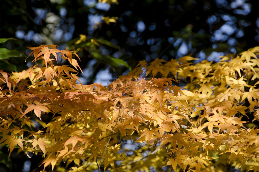 五颜六色的秋天树叶背景植物群背光植物环境生长天空森林叶子栖息地木头图片