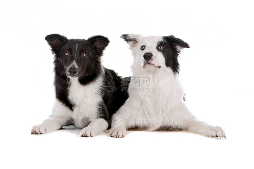 两只边境牧羊犬宠物犬类动物牧羊人白色羊犬牧羊犬工作犬夫妻配偶图片